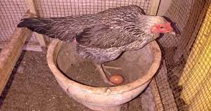 Xxxxxxxxx esok harinya induknya induk ayam itu dimandikan lalu jemur serta. Perhatikan Pakan Ternak Ayam Bangkok Betina Agar Cepat Bertelur Perawatan Ayam Bangkok Purwokerto
