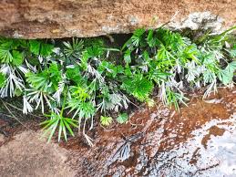 Image result for Actiniopteris