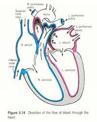 Simple Diagram Of The Heart Heart Diagram Human Heart Diagram Simple Heart Diagram