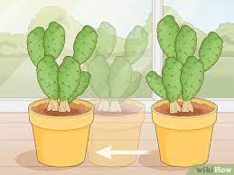 Additionally, neither type of cactus handles cold temperatures. 3 Simple Ways To Get Rid Of Cactus Bugs Wikihow