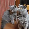 British Shorthair Kittens for Sale - Felines4us