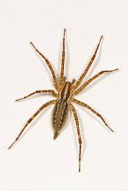 Crab spider / tarantula queen variant. Agelenopsis Wikipedia Spider Types Of Spiders Spider Bites