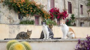 Ccoqnu Needless Its Apparent - Fan of Ranch Style