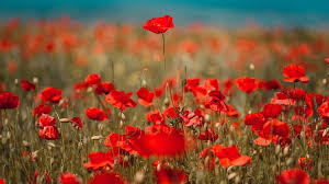 Image result for Poppy Red 1993 Town and Country