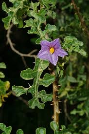 Image result for Solanum linneanum