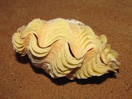 Boring Clam Tridacna Chametrachea Crocea Molluscs Giant Clam Clams