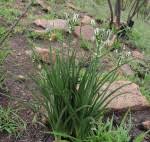 Image result for Albuca setosa