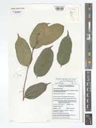 Image result for Cleistanthus polystachyus