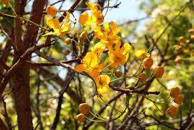Image result for Senna singueana