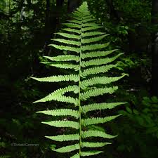 Image result for Athyrium