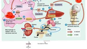 red blood cell life cycle