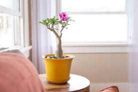 We did not find results for: Desert Rose Plant Care Growing Guide
