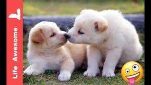 Super Cute And Funny Animals The Most Adorable Animals 2018 Super Funny Animal Videos Cute Animals Funny Animal Videos Funny Animals