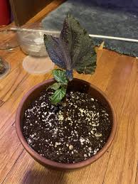These need very bright light to look their best, but not scorching sun. Angel Wing Begonia Established Plant Album On Imgur
