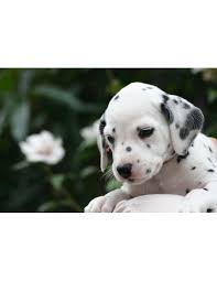 This means the majority of dalmatian puppies are born with solid white coats. Dalmatian Puppies For Sale Gender Female