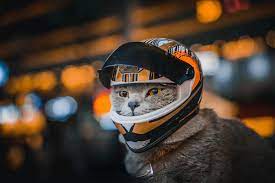Motorcycle Bike Riding Helmet Hat | Motorcycle Helmets Accessories - Pet  Hat Cat - Aliexpress