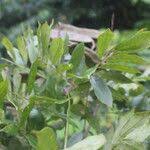 Image result for Millettia drastica