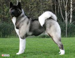 Grey Akita Close To Canine Perfection American Akita Dog Guard Dog Breeds Akita Puppies