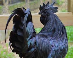 Ayam Cemani Asli Khasiat Manfaat Ayam Cemani Jual Ayam Cemani 2012 2020 Ayam Cemani Untuk Dijual Ayam Cemani Asli Lereng Sumbing Fakta Seru Ayam Binatang
