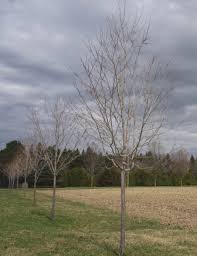The maple tree (acer spp.), a member of the sapindaceae family and with many varieties native to north america, is one of the most commonly. Pruning Young Sugar Maple Trees Maple Leaves Forever