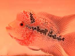 The dragon pet fish found here are available in distinct pack sizes. Pet Shop In Dragon Mart Kachunng4 Twitter