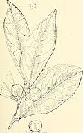 Image result for Diospyros truncatifolia