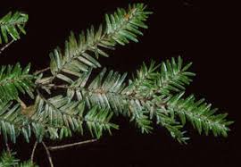 Spider mites are members of the acari (mite) family tetranychidae, which includes about 1,200 species. Spruce Spider Mite Keystone Tree Experts