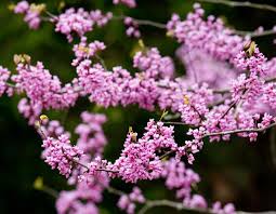 Pink flowering trees in illinois. Flowering Spring Trees Mdc Teacher Portal