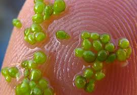 Image result for Wolffia arrhiza