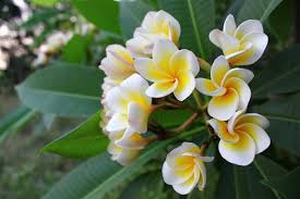 We did not find results for: A Brief Guide To Tree Identification By Examining Its Flower Gardenerdy