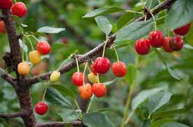 For the home gardener, the no. How To Grow Cherry Trees P Allen Smith