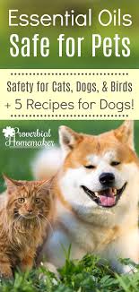 Welcome back to essential oil solutions with doterra, the podcast where you'll hear exciting, useful, and simple everyday uses for with cats, sometimes they don't really like their belly being rubbed, or even with dogs if they're having some stomach upset and they don't like their belly. Essential Oils Safe For Pets 5 Essential Oil Recipes For Dogs Proverbial Homemaker