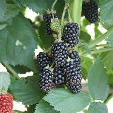 Die klassischen dornenbrombeeren sind sehr robust, ertragreich und können auch geschmacklich überzeugen. Brombeere Black Satin Rubus Fruticosa Black Satin Native Plants