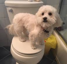 Hi , I'm interested in adopting a dog , between the ages of 5-8 , toy/  small dog preferably, do you have any? And how do I find out more?