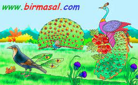 tavus kusu bir masal