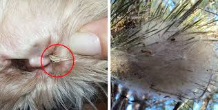 Now apply it over the affected site and let it remain for one hour before washing the area with cold water. The 8 Biggest Threats To Your Dog In Spring Holidogtimes