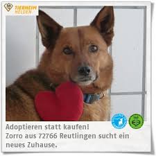 James pekinesen rüde sucht liebevolles zuhause. Pin Auf Tiere Aus Dem Tierheim
