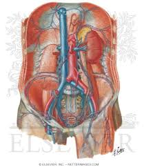 The tibialis anterior, which dorsiflexes the foot, is antagonistic to the gastrocnemius and soleus muscles, which plantar flex the foot. Veins Of Posterior Abdominal Wall Venous Drainage Of The Abdomen