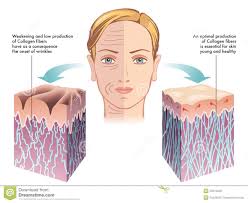 Image result for collagen images