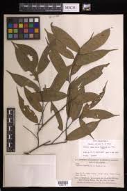 Image result for Xylopia odoratissima