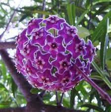 Pin On Succulents