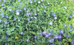 Image result for Vinca major