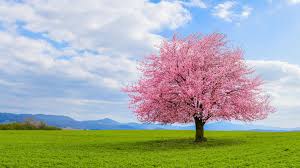 What you need to know about a cherry tree name: How To Take Care Of Your Cherry Blossom Tree Harwood S Lawn Care