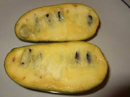 For the backyard (or front or side yard) urban orchardist espalier can be a great fit. Stalking The Exotic And Wild Paw Paw Tree Veggie Gardening Tips