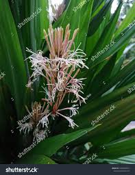 Image result for Dracaena aubryana