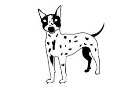 He is a fine choice for allergy sufferers who want a dog. American Hairless Terrier Dog Breed Svg Plotterdatei Von Creative Fabrica Crafts Creative Fabrica