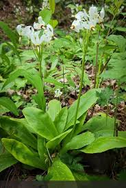 Image result for Diospyros consolatae-rotundifolia intermediates