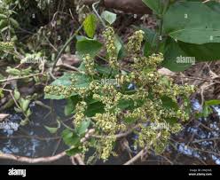 Image result for Ventilago