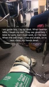 Guide Boy Album On Imgur Cute Funny Animals Top Memes Funny Cute