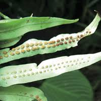 Image result for Lepisorus